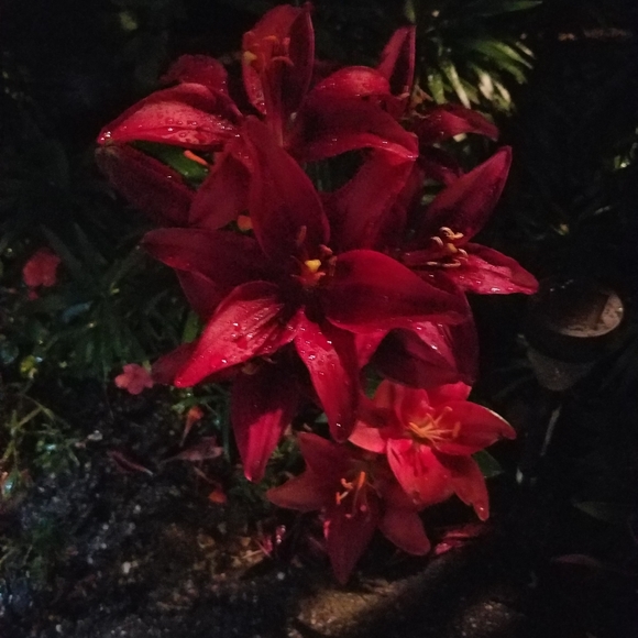 Meet your Posher, Beth - Picture 2 of 3